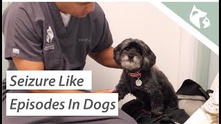 What Causes Seizures in Dogs Vlog 9 [upl. by Rossen]