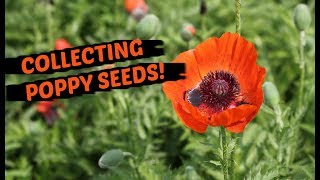 How To Collect Poppy Seeds  THE EASIEST METHOD [upl. by Orelia]