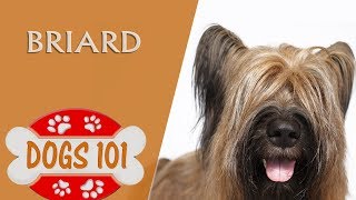 Dogs 101  BRIARD  Top Dog Facts About the BRIARD [upl. by Araek]