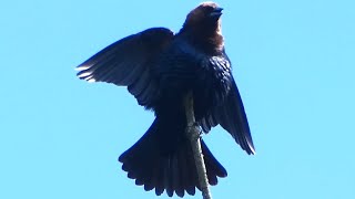 Male brownheaded cowbirds calling amp spreading wings [upl. by Bucella922]