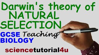 Natural Selection Darwins theory vs Lamarcks theory [upl. by Kimbell]