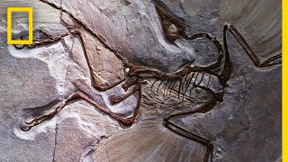 Fossils 101  National Geographic [upl. by Elletsyrc194]