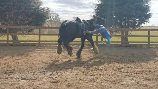 Spooked Horse Launches Rider Off Its Back [upl. by Noyahs]