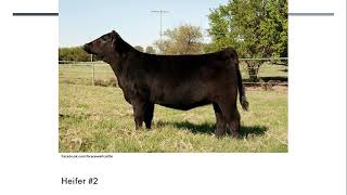 Online Livestock Judging Class 2 Angus Heifers [upl. by Nonnaer]