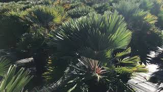 Chamaerops humilis ‘Volcano’ [upl. by Novak421]