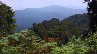 Nyungwe Forest National Park  Rwanda Africa [upl. by Rawden]