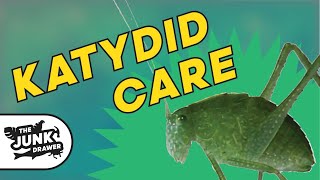 Pet Katydid  Facts and Care [upl. by Venn]