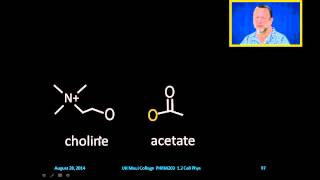 Acetylcholinesterase [upl. by Marty292]