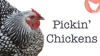 Choosing Chicken Breeds [upl. by Mccahill]