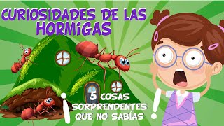 5 COSAS QUE NO SABÍAS DE LAS HORMIGAS  CURIOSIDADES FASCINANTES PARA NIÑOS [upl. by Nabila]