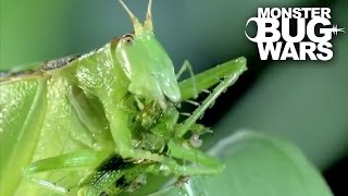 Predatory Katydid Vs Green Praying Mantis  MONSTER BUG WARS [upl. by Eelorac500]