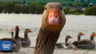 Gansos y Grullas Documental de Aves [upl. by Wilkison914]