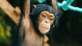 Baby Chimps Learn How To Climb  BBC Earth [upl. by Nujra]