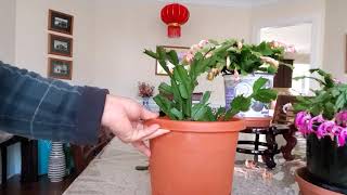 How to Trim Christmas Cactus [upl. by Lanos625]