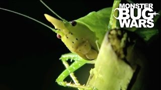 Horned Katydid vs Owl Butterfly Caterpillar  MONSTER BUG WARS [upl. by Ecinreb]