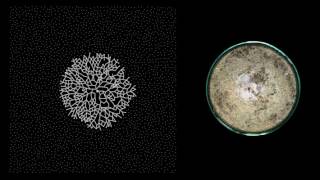 MYCELIUM  Growth  timelapse [upl. by Betz]