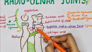 Radio Ulnar Joints  Anatomy  Upper limb [upl. by Musa]