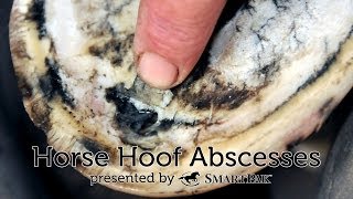 Horse Hoof Abscesses [upl. by Montana517]