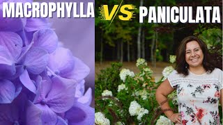 Hydrangea varieties Macrophylla mophead vs Paniculata panicle [upl. by Eidnim]