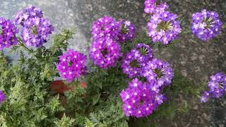 Verbena types and varieties [upl. by Yerag]