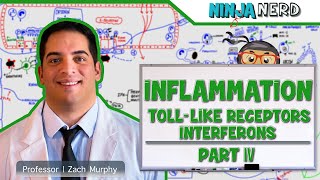 Immunology  Inflammation Toll Like Receptors and Interferons Part 4 [upl. by Iddo]