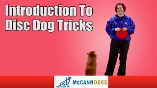 Teaching Your Dog Frisbee Tricks [upl. by Ymmac4]