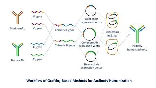 Antibody Humanization Service  Creative Biolabs Updated Version [upl. by Hpeseoj]