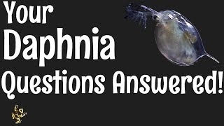 Daphnia Questions Answered [upl. by Stanwinn364]