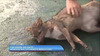 Cachorro do mato mantido em cativeiro [upl. by Ogires]