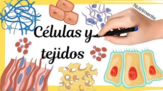 CÉLULAS y TEJIDOS [upl. by Ybok439]