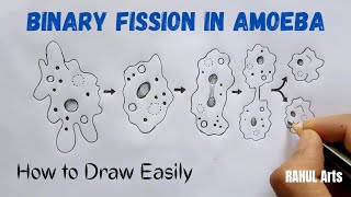 How to Draw Binary fission in amoeba  Binary Fission In Amoeba Diagram  Biology  CBSE [upl. by Rehpotsihc]