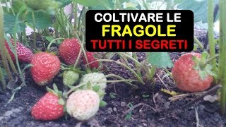 COLTIVARE LE FRAGOLE [upl. by Weatherley]