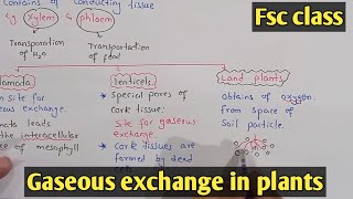 Gaseous exchange in plants  Stomata  Class 11 Biology [upl. by Teeniv210]