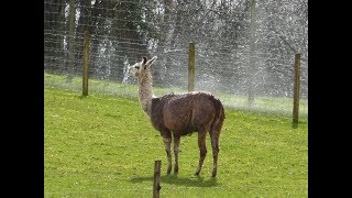 Bucklebury Farm Park Bucklebury Berkshire UK [upl. by Tnahs518]