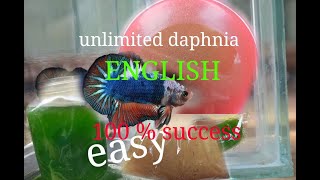 daphnia moina culture Easy way Unlimited production English  with sub Green water Chlorella [upl. by Arorua590]