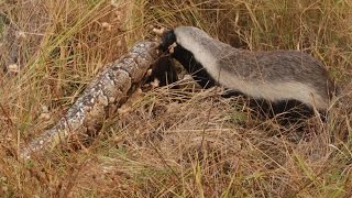 Snake Killers Honey Badgers of The Kalahari Nature Documentary [upl. by Zizaludba]