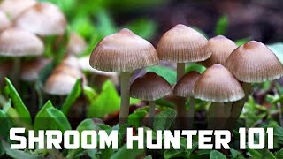 ShroomHunter 101 Identify Wild Magic Mushrooms Psilocybin [upl. by Nnayrrehs]