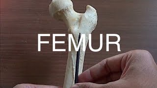 FEMUR  GENERAL FEATURES amp ATTACHMENTS [upl. by Ihsorih]