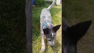 Pastor australiano quotBlue heelers [upl. by Notniw]