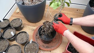 Transplanting My Madagascar Jasmine And Pruning My Frangipani [upl. by Roselani]