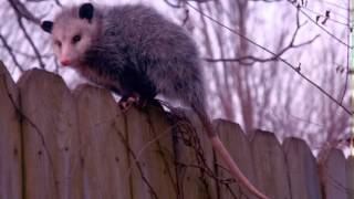 Possum Facts  Facts About Possums [upl. by Nylemaj]