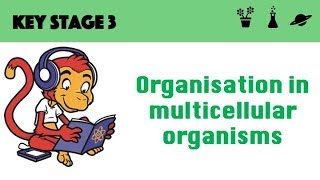 Organisation in multicellular systems [upl. by Eskill323]