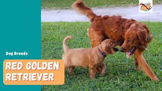 Red Golden Retriever Your Guide To This Stunning Rare Dog [upl. by Jaunita]