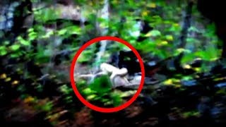 15 The Rake Sightings Caught on Camera [upl. by Eniamurt]