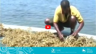 COASTAL FISHERIES TRAINING  52  Seaweed farming in Pacific Island countries [upl. by Huang396]