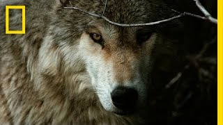 Jim amp Jamie Dutcher The Hidden Life of Wolves  Nat Geo Live [upl. by Comfort]