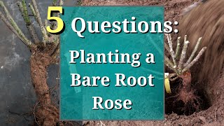 5 Questions How to Plant a Bare Root Rose [upl. by Churchill]