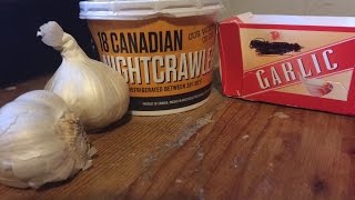 The Best Live Bait Garlic Nightcrawlers [upl. by Ocirne]