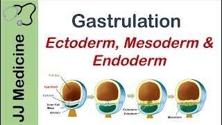 Gastrulation  Formation of Germ Layers  Ectoderm Mesoderm and Endoderm [upl. by Manuela943]