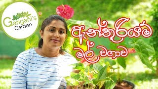 නිවැරදිව ඇන්තුරියම් වවමු  How to grow Anthurium [upl. by Enyt]